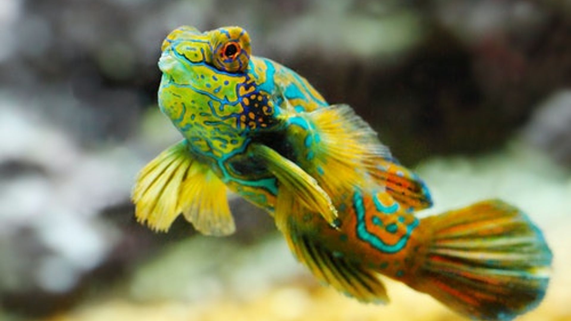 Musée Océanographique Monaco – Ozeanographisches Museum: Eintrittskarte