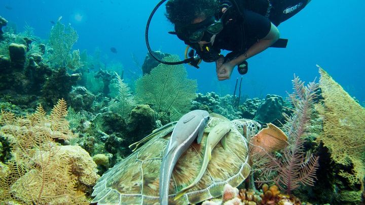 Roatan Scuba Dive Cruise Excursion