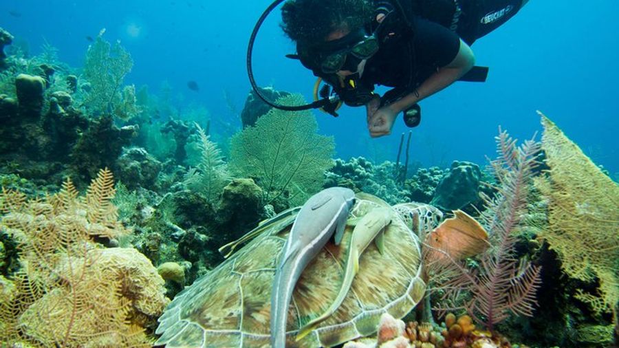 Roatan Scuba Dive Cruise Excursion
