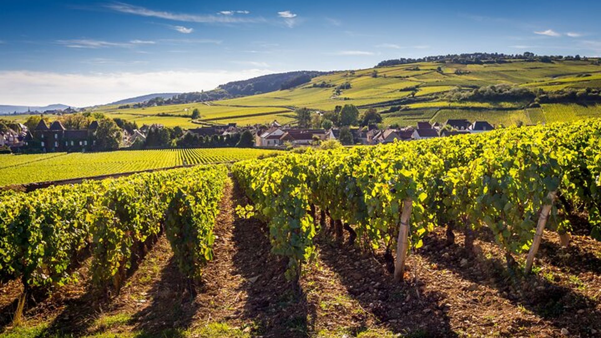 Dijon Wine Tour Côte de Nuits and Côte de Beaune Vineyards