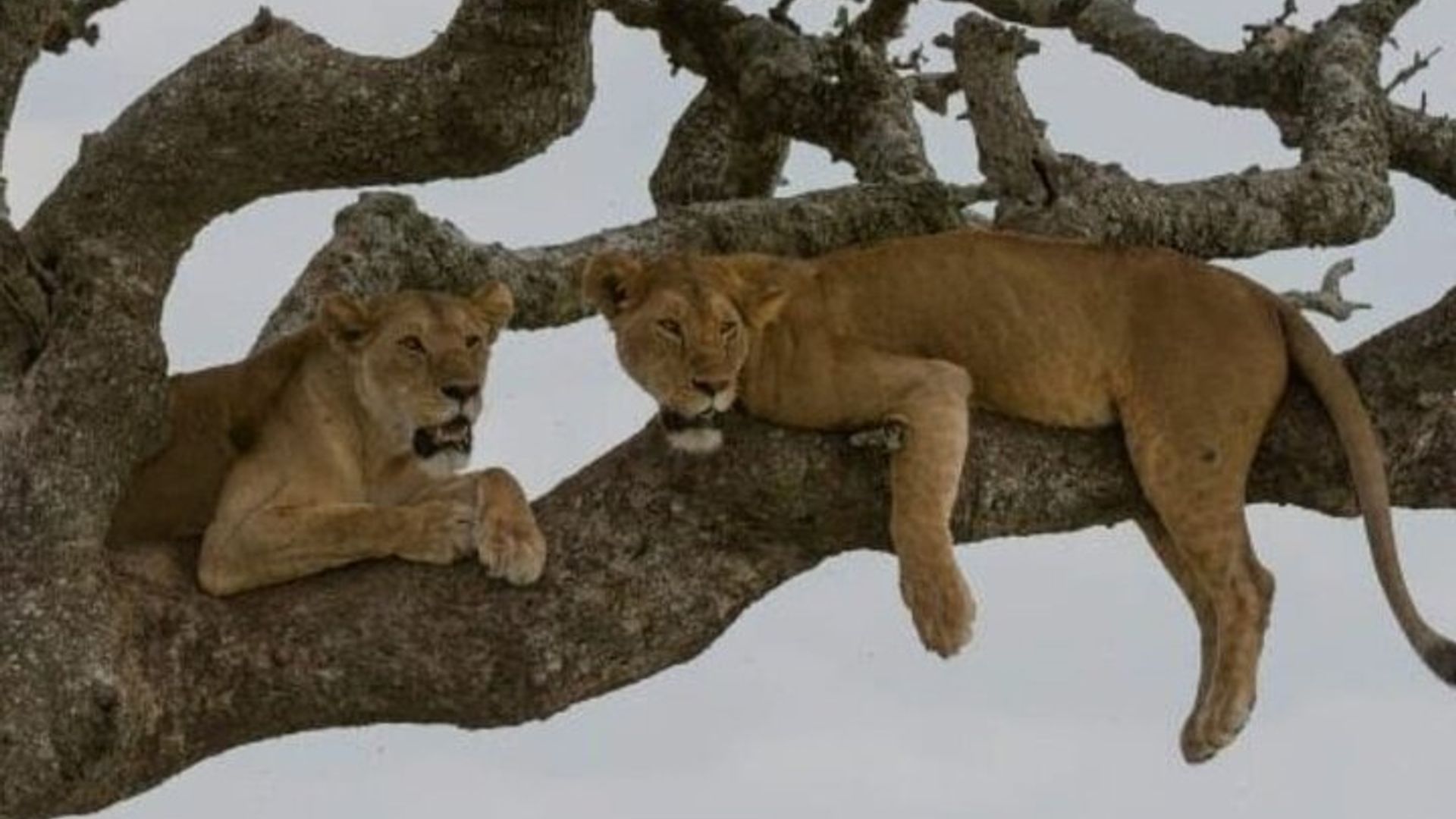 Safari Game Drive