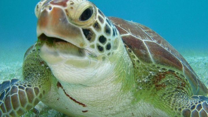 Akumal Private Turtle Discovery from Playa del Carmen