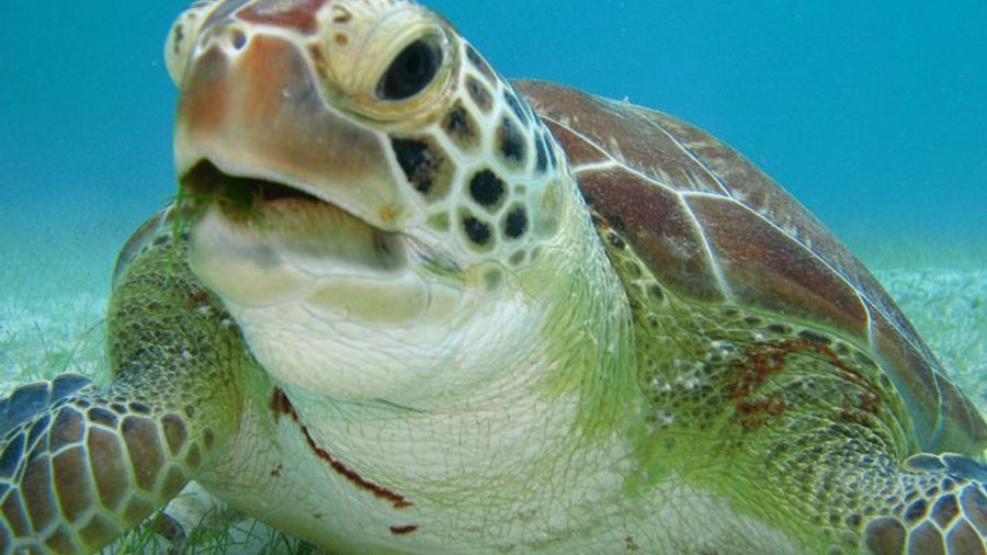 Akumal Private Turtle Discovery from Playa del Carmen