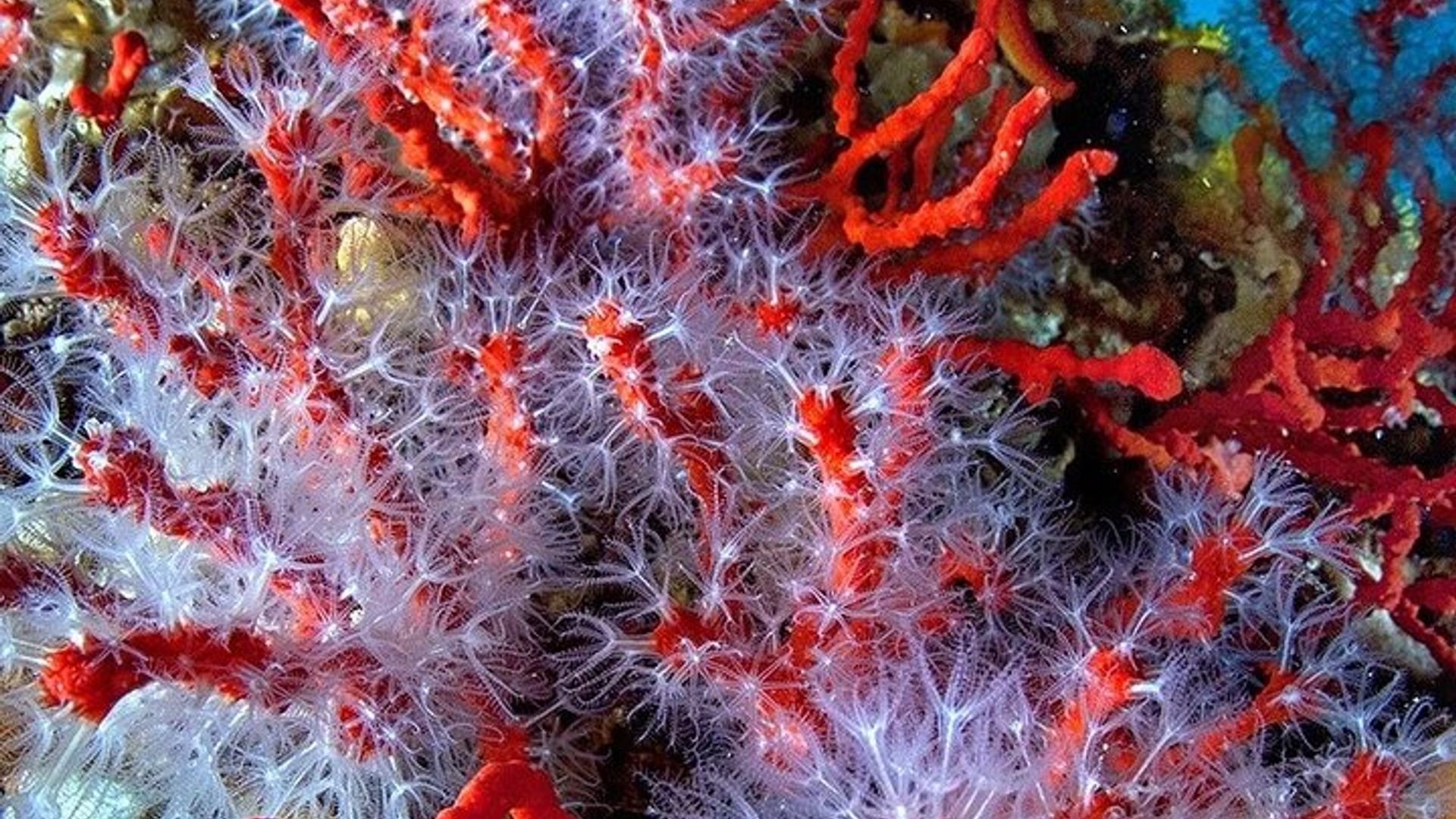 Underwater adventure with sea baptism on the Island of Elba