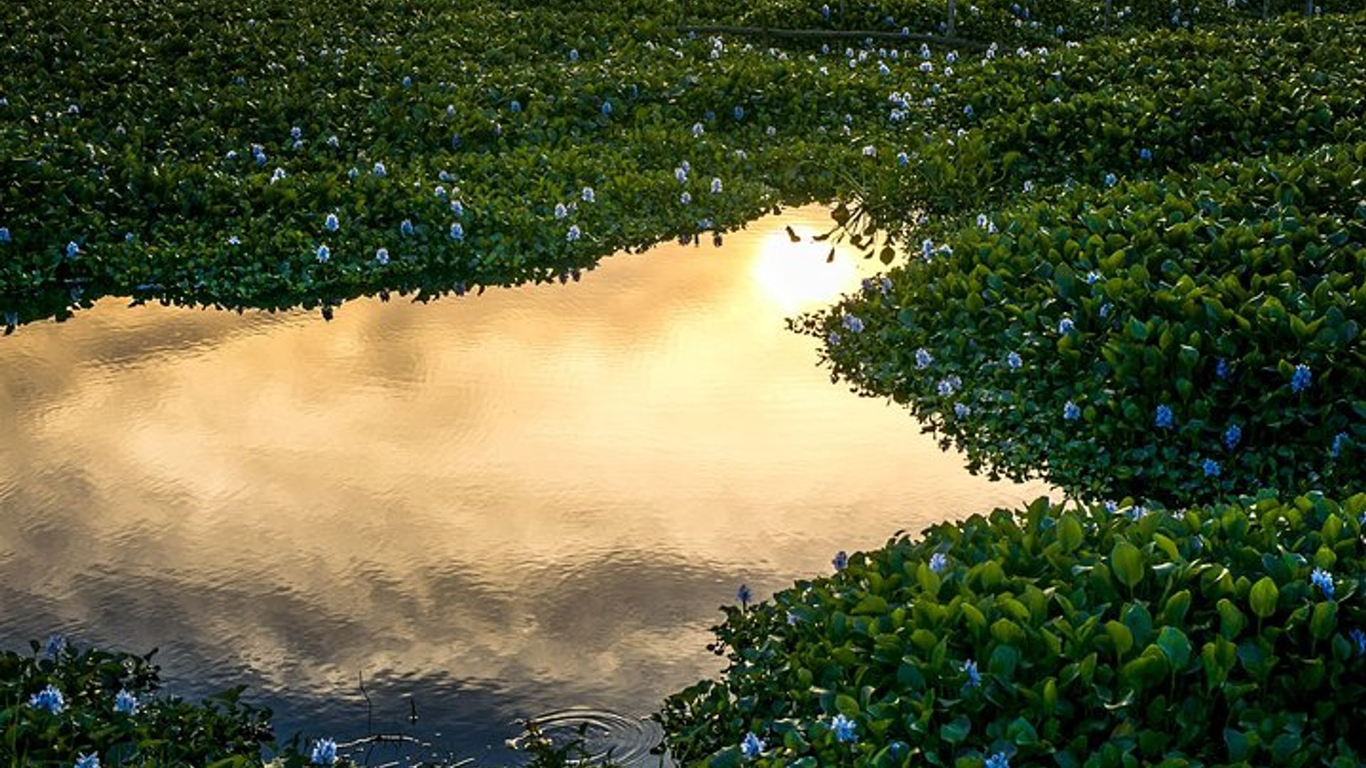 Hoi An Sunrise or Sunset Photography Tour: Private or Small-Group