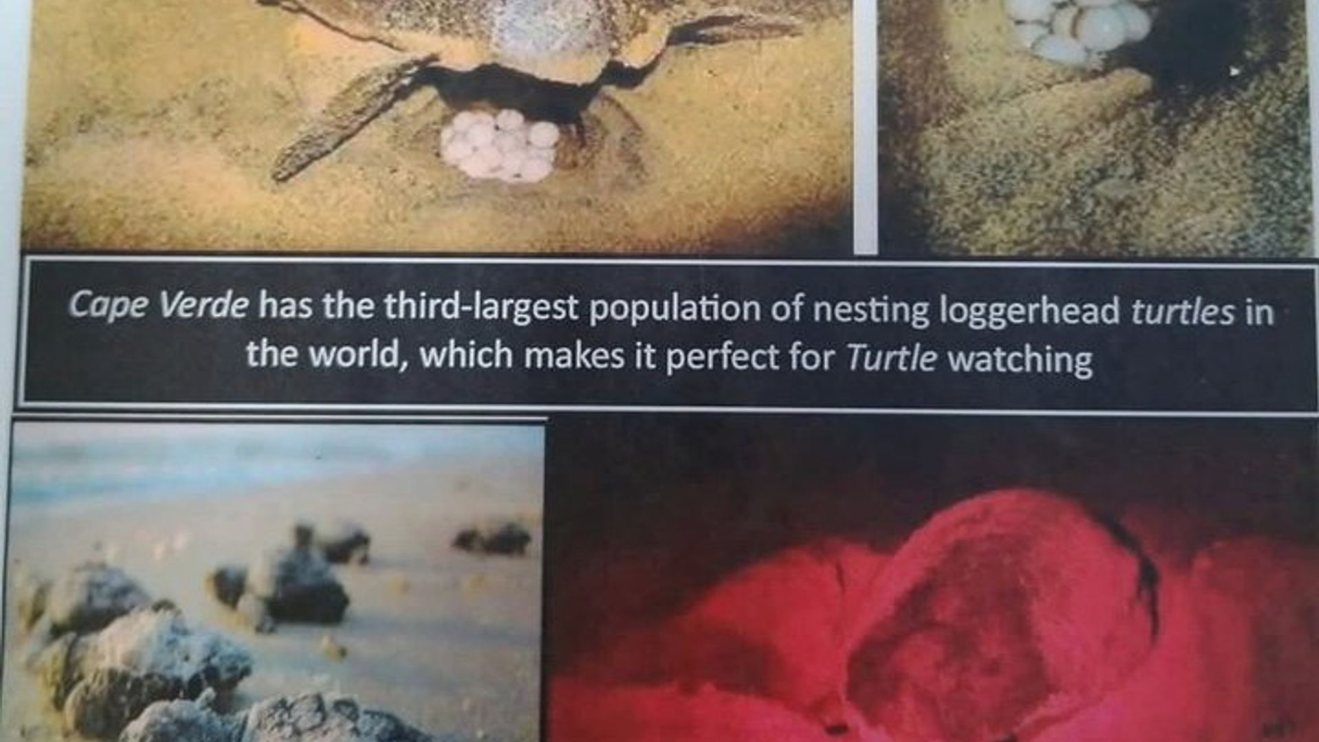 Nidification de tortues marines sur l'île de Sal