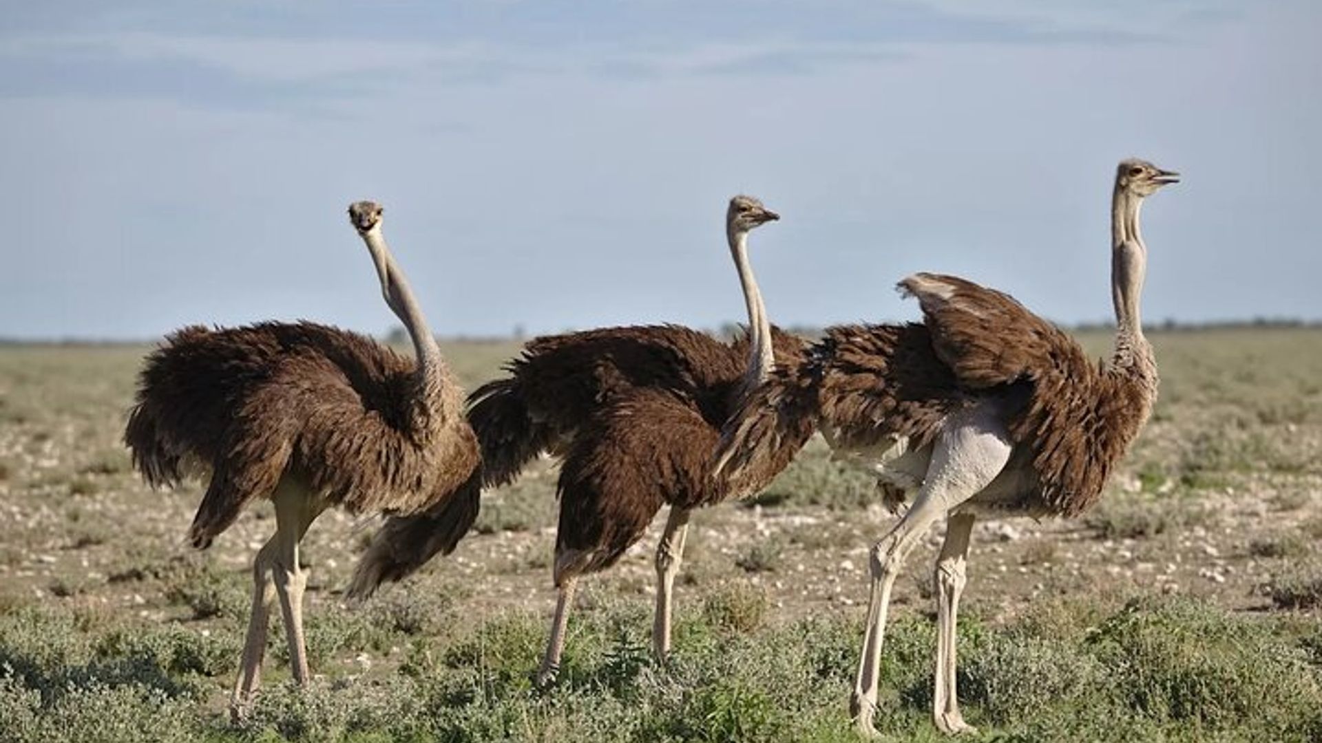 7-Day Garden Route Safari Adventure from Cape Town