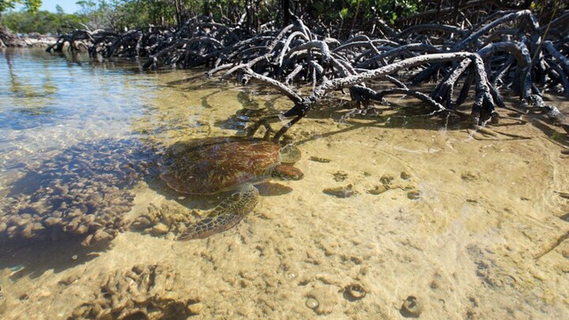 Mangrove Paddle Ride Sainte Anne Guadeloupe