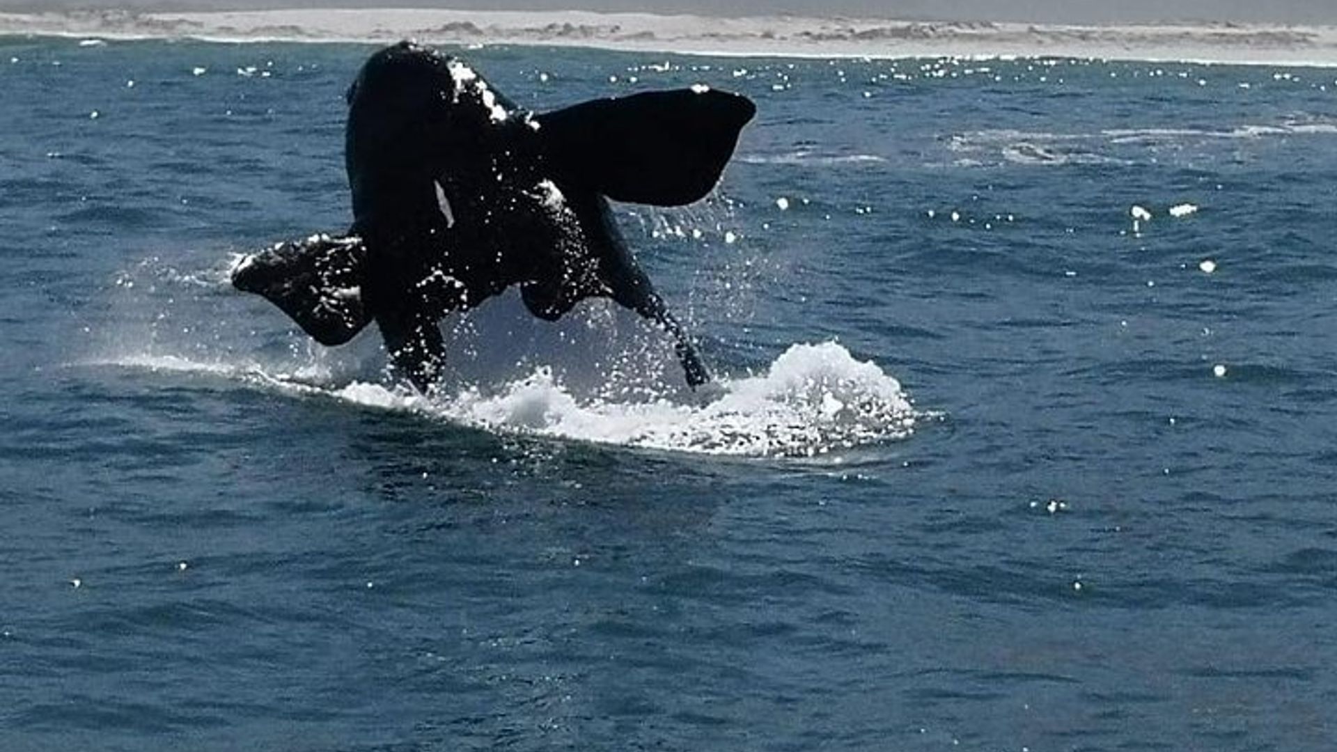 Avistamiento de ballenas en Hermanus