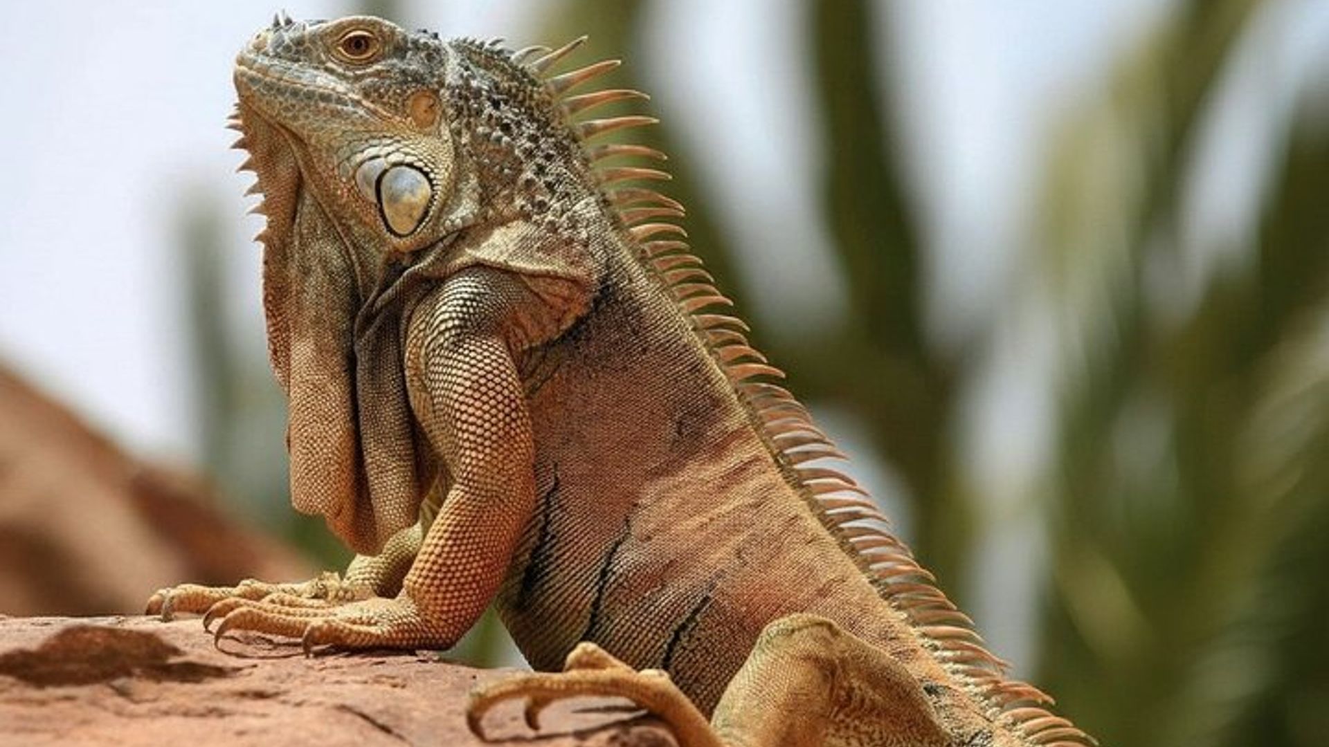 Visite du parc aux crocodiles d'Agadir avec billets et transport