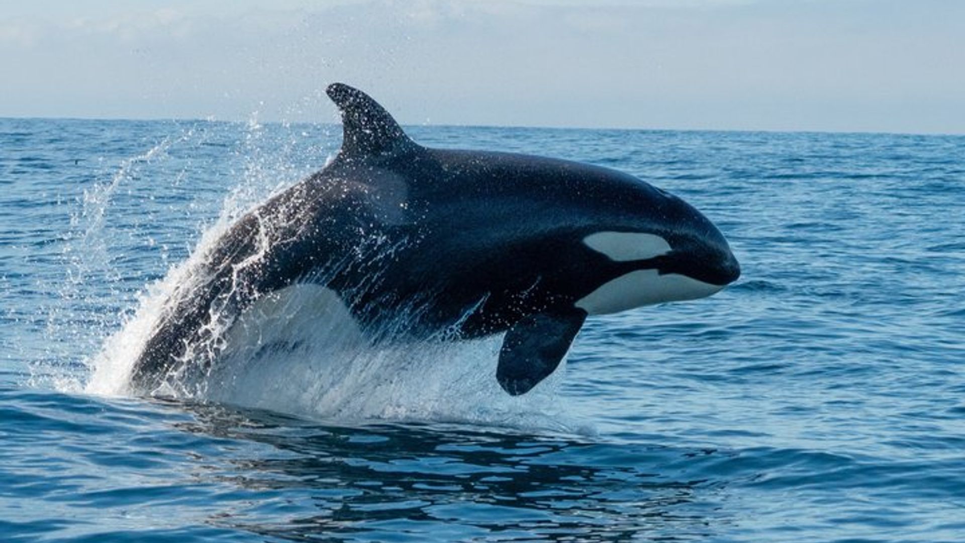 Walbeobachtung in Monterey Bay, halbprivat, begrenzt auf maximal 6 Personen