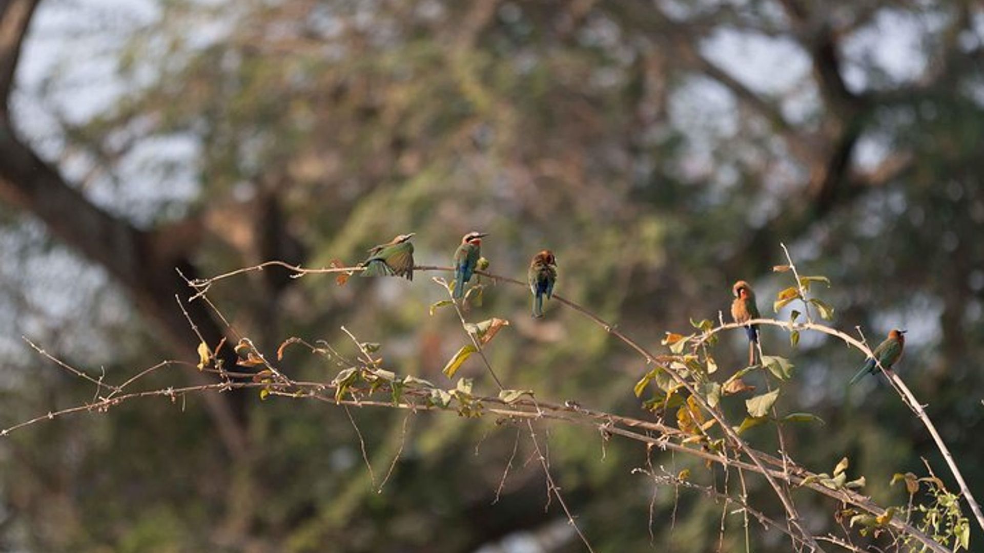 Zambezi National Park Small-Group Game Drive AM/PM