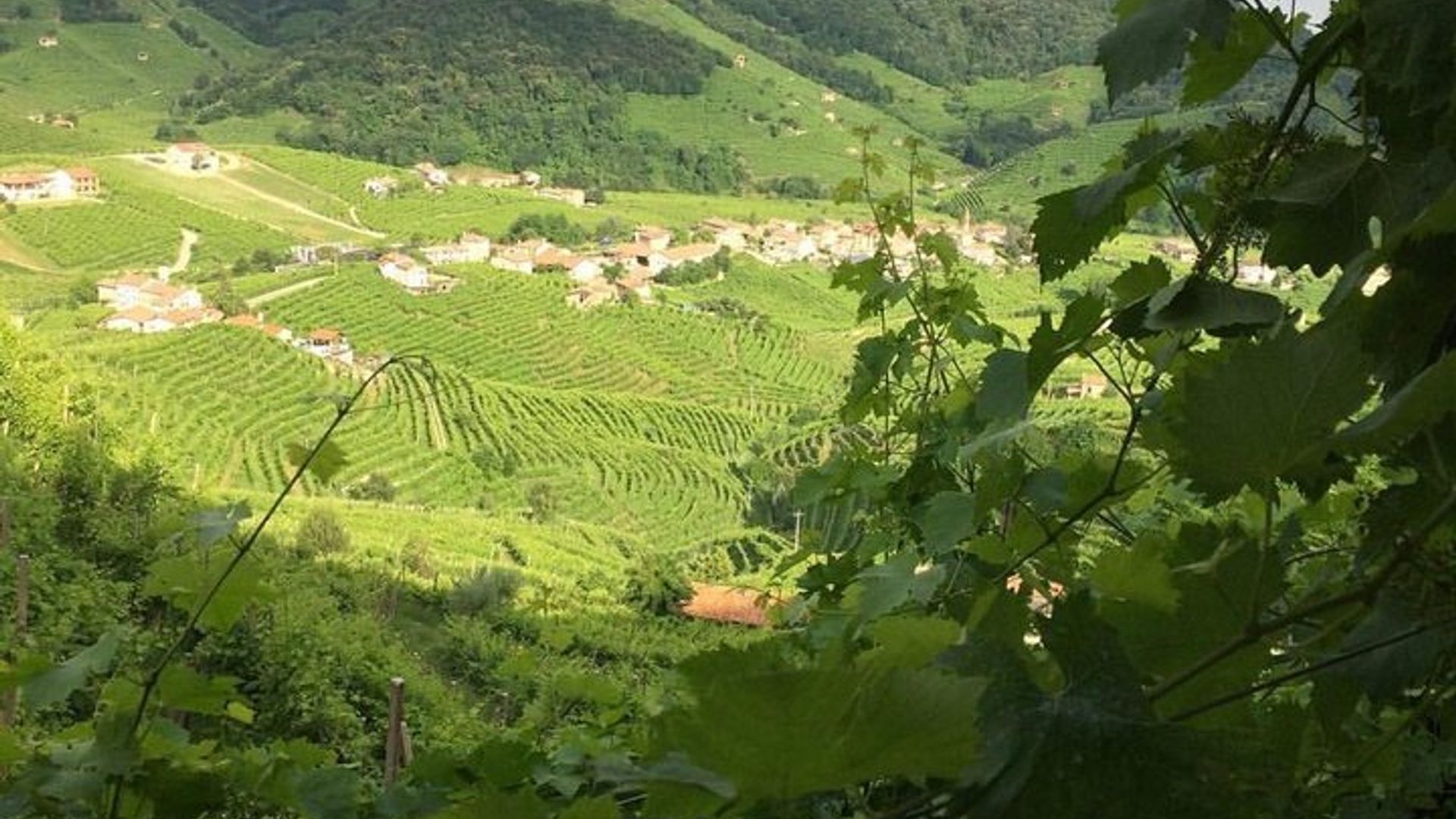 Wine tour & tasting - Prosecco Experience