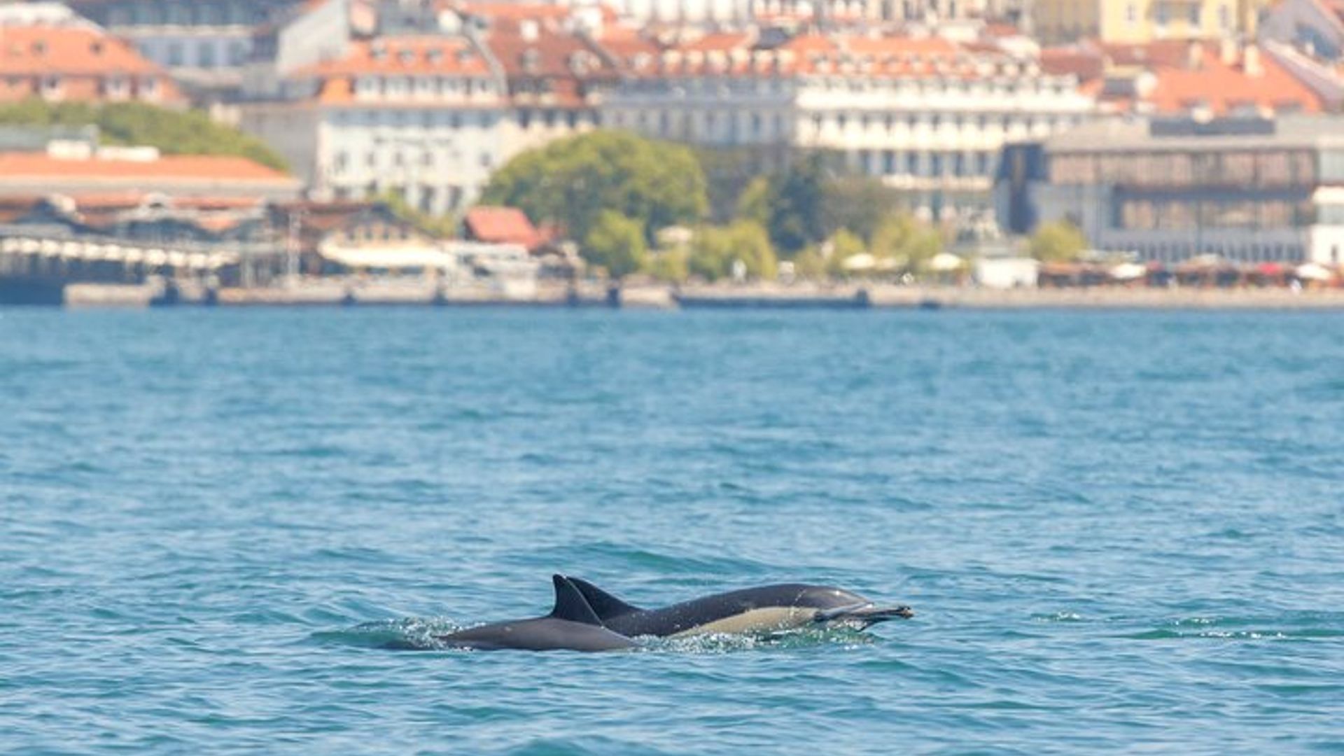 Lisbon Small-Group Dolphin Watching Cruise