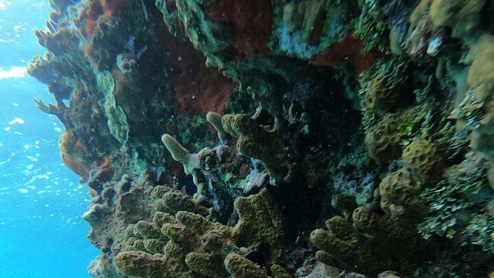 Cozumel Private Power Snorkel with Lunch