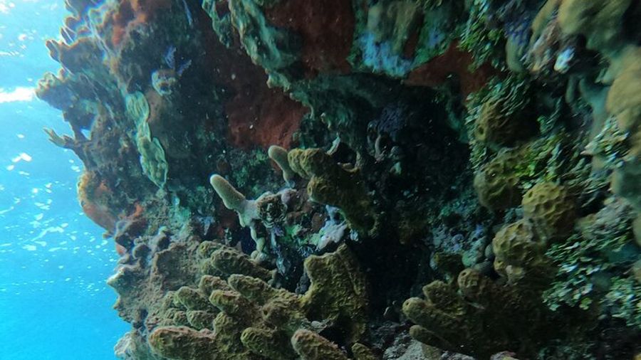 Cozumel Private Power Snorkel with Lunch