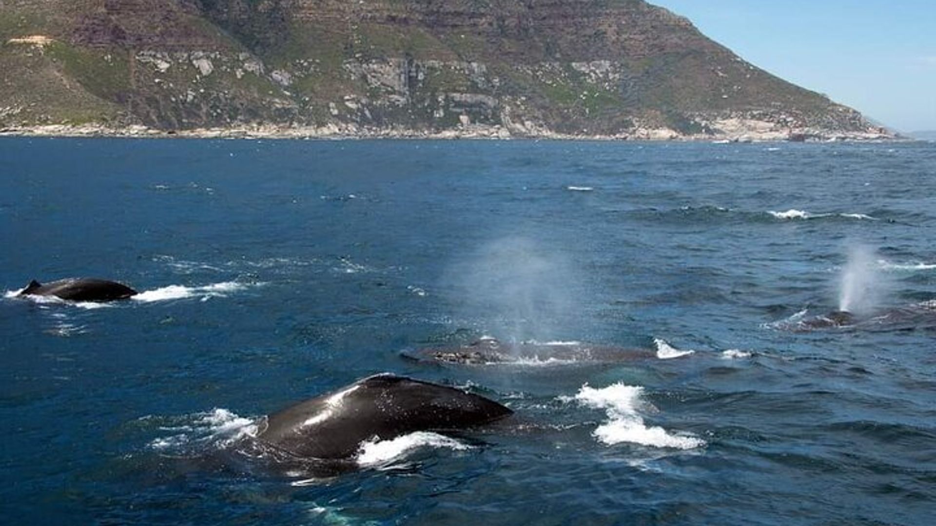 Walbeobachtung in Hermanus