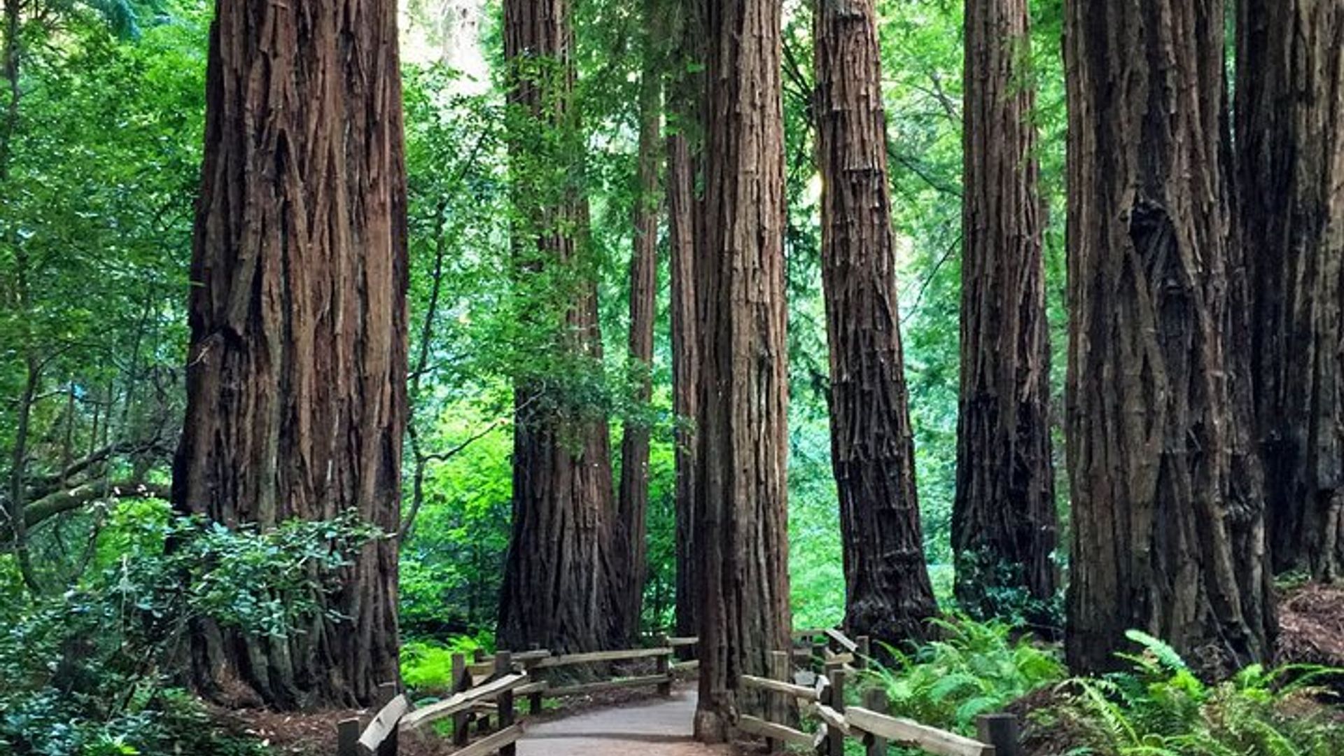 San Francisco - Muir Woods National Forest Tour image 2