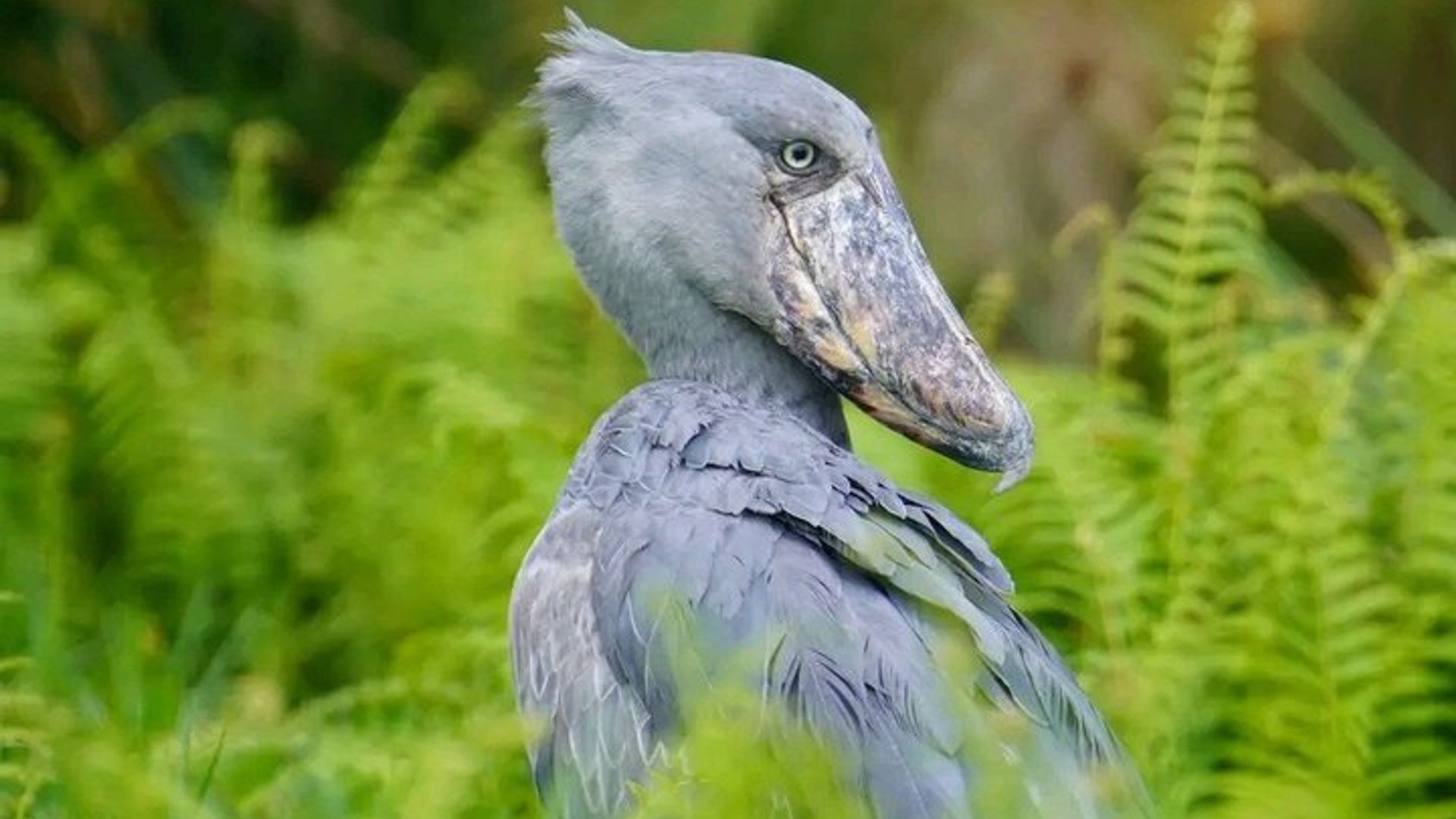 Mabamba Shoebill Tours