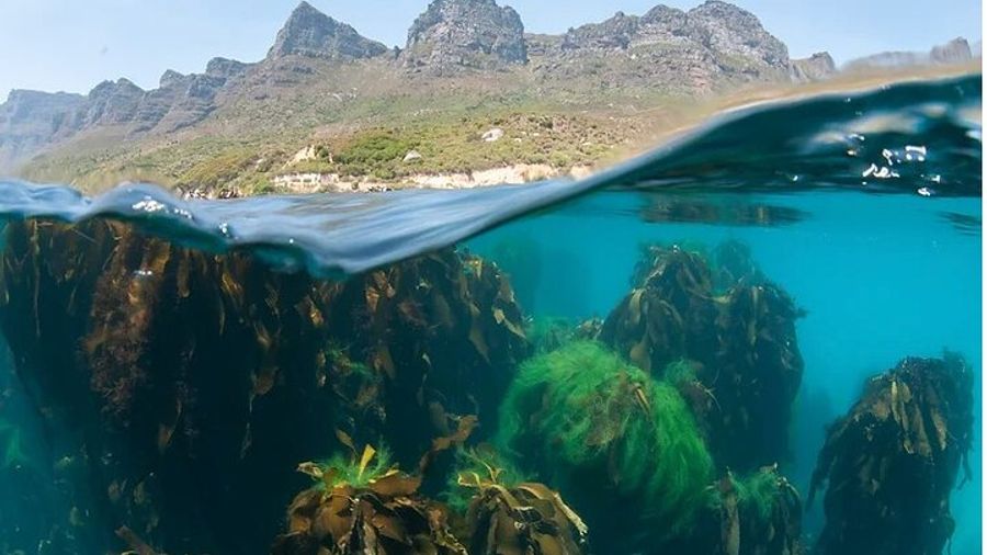 Cape Town Ocean Snorkel Safari