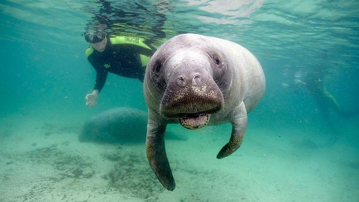 Private Manatee Swim for up to 6 with In-Water Divemaster/Photographer