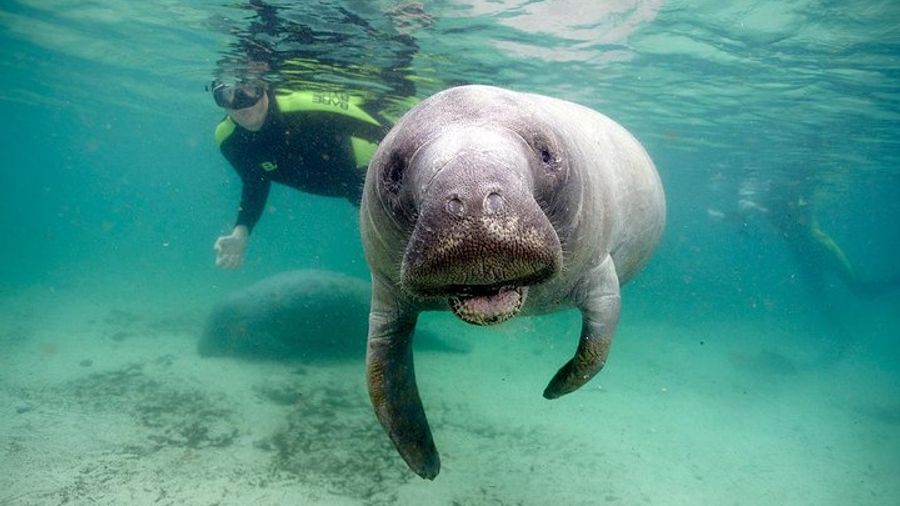 Private Manatee Swim for up to 6 with In-Water Divemaster/Photographer