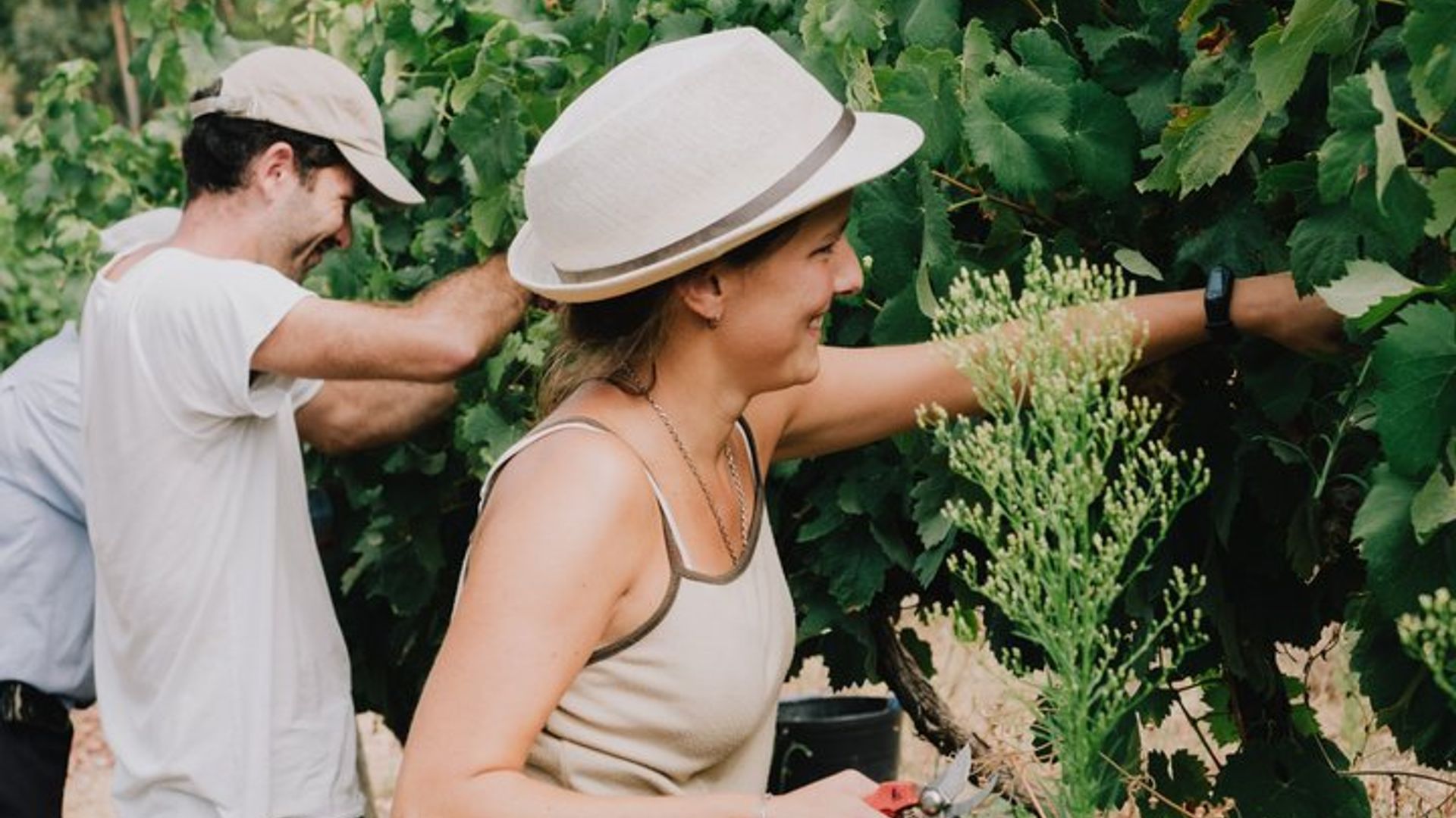 Expérience pratique dans les vignes : de la taille à la récolte
