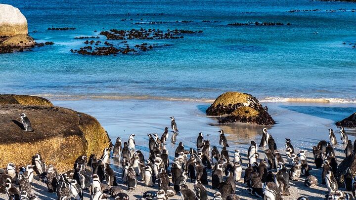 Cape Peninsula Private Tour with entrance fees to Cape of Good Hope and Penguins