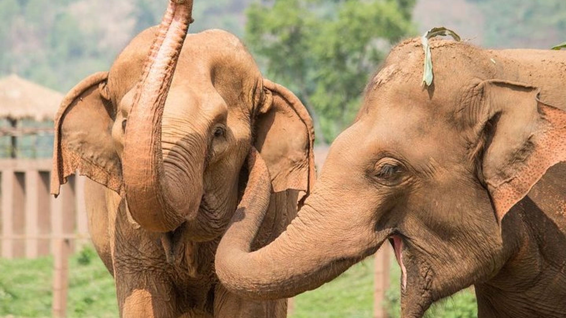 9-Days Best of Kenya & Tanzania Safari on 4x4 Land Cruiser Jeep