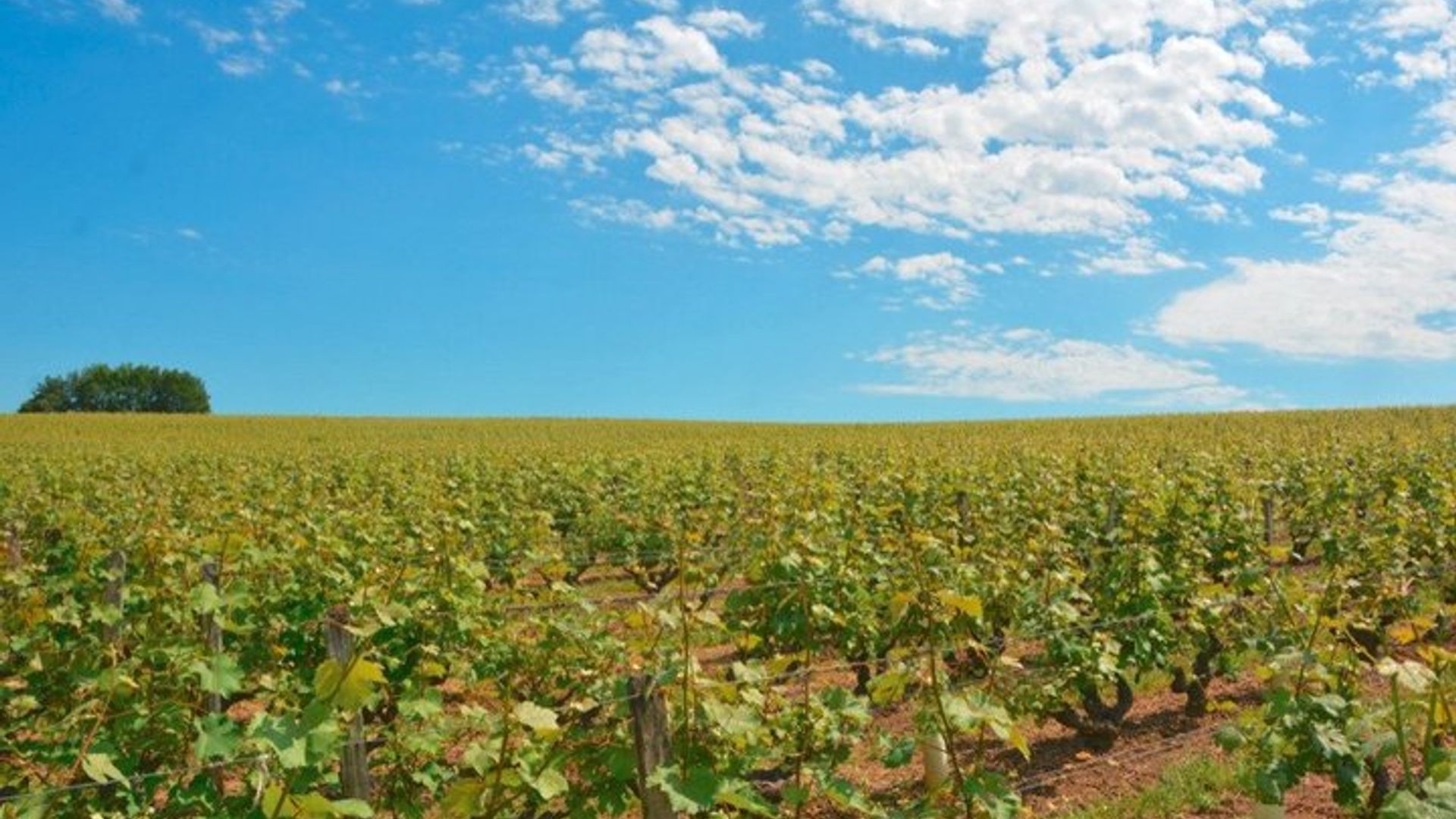 Loire Valley, Vouvray Vineyard und Winery Tour mit Verkostung