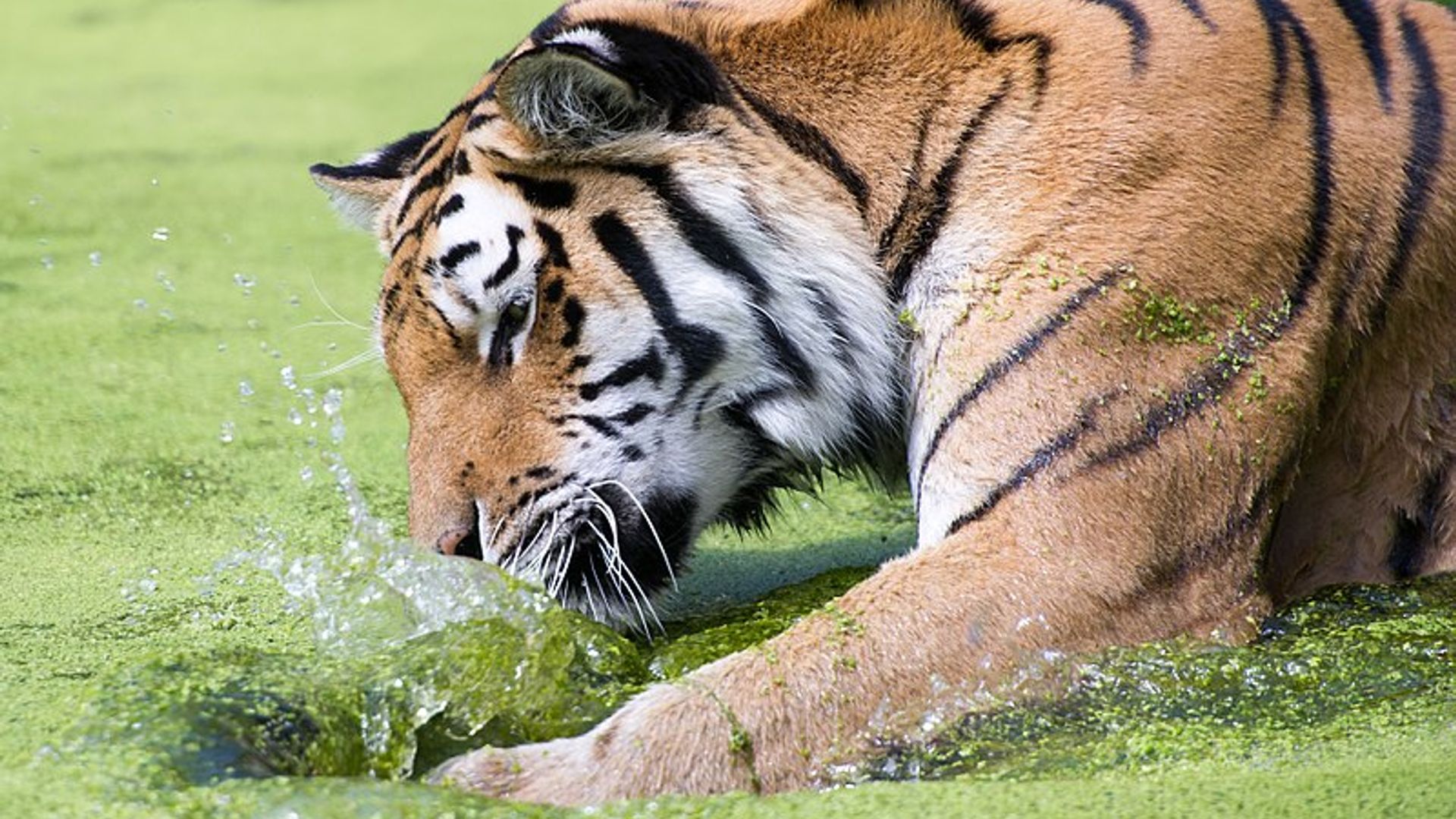 Tiergarten Schönbrunn: Eintritt ohne Anstehen