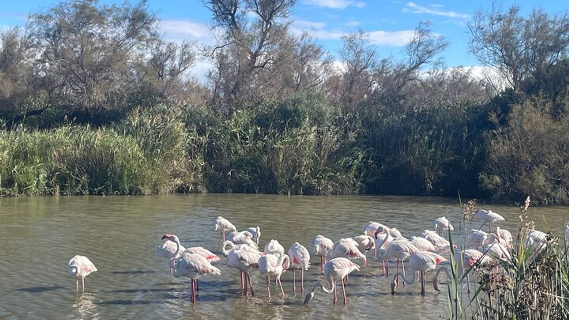 Excursion Camargue Journée Flamants roses Vin et Aigues Mortes