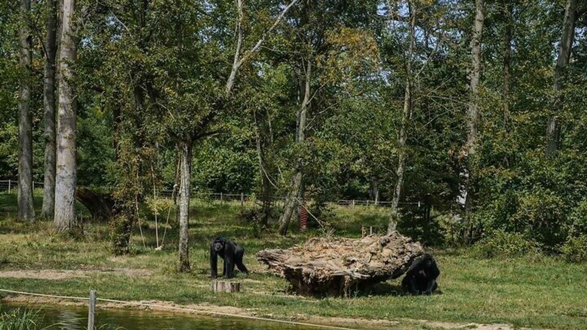 From Safari to Vikings A Family Day Tour
