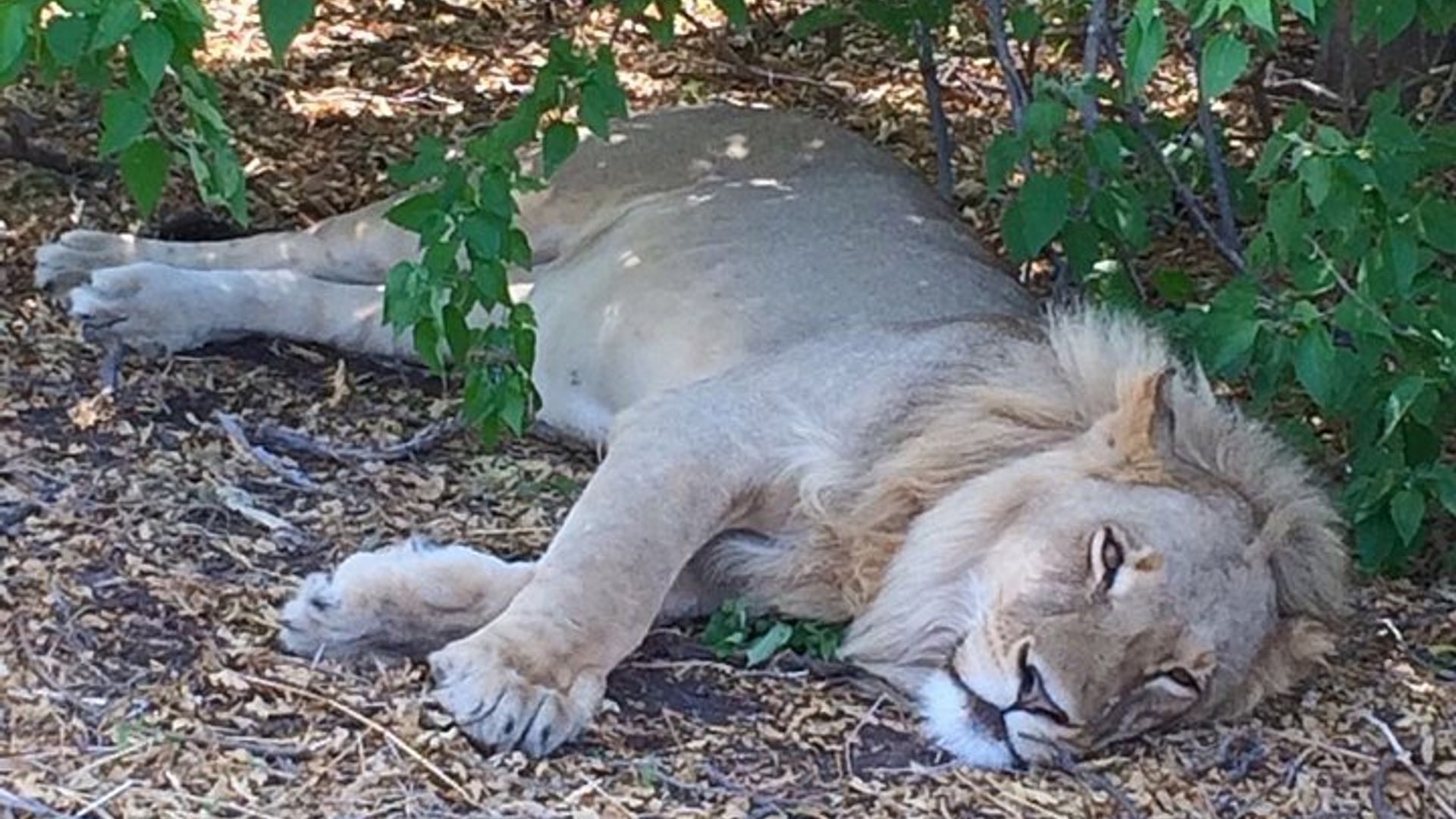 Johannesburg Intare Yigenga na Safari Park hamwe na Pickup