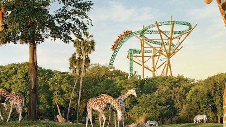 Busch Gardens Tampa: Entry Ticket with Optional Quick Queue