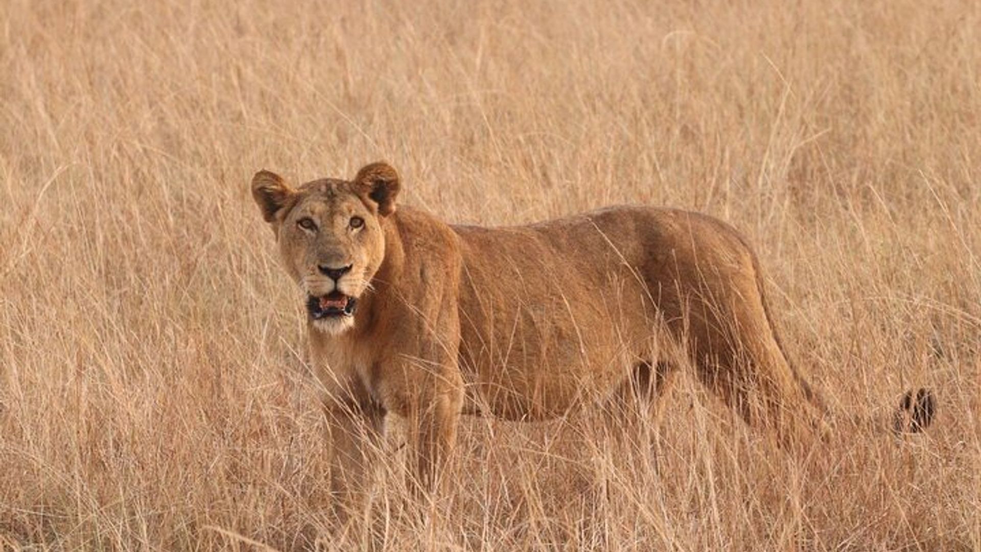 14 Days Kenya and Rwanda Safari and Trekking