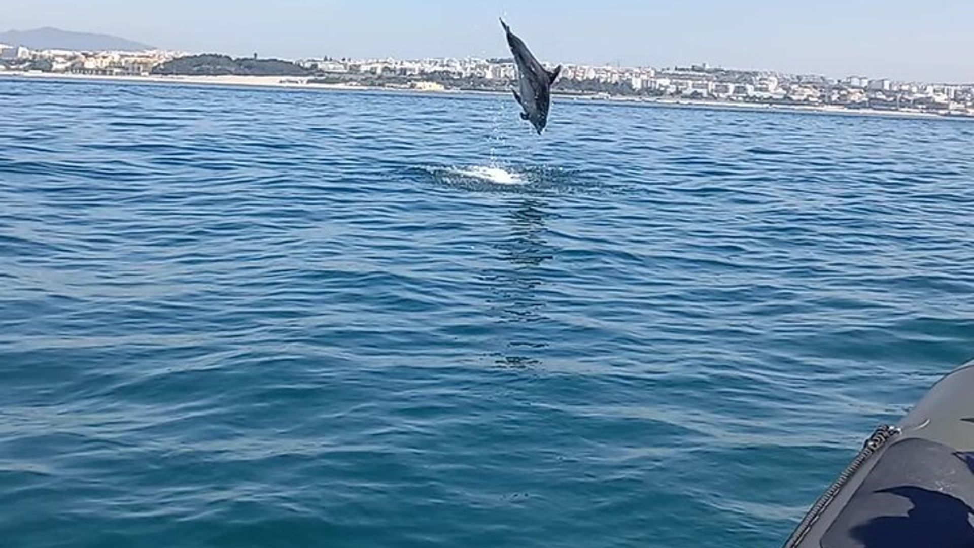 Croisière d'observation des dauphins en petit groupe à Lisbonne