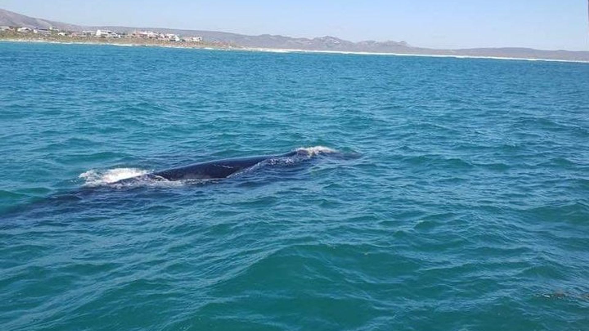 Observation des baleines à Hermanus