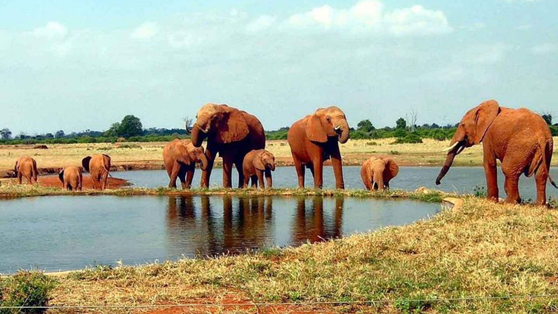 Mombasa-Iminsi 4 Tsavo Iburengerazuba, Amboseli Safari hamwe nubuyobozi bwuzuye