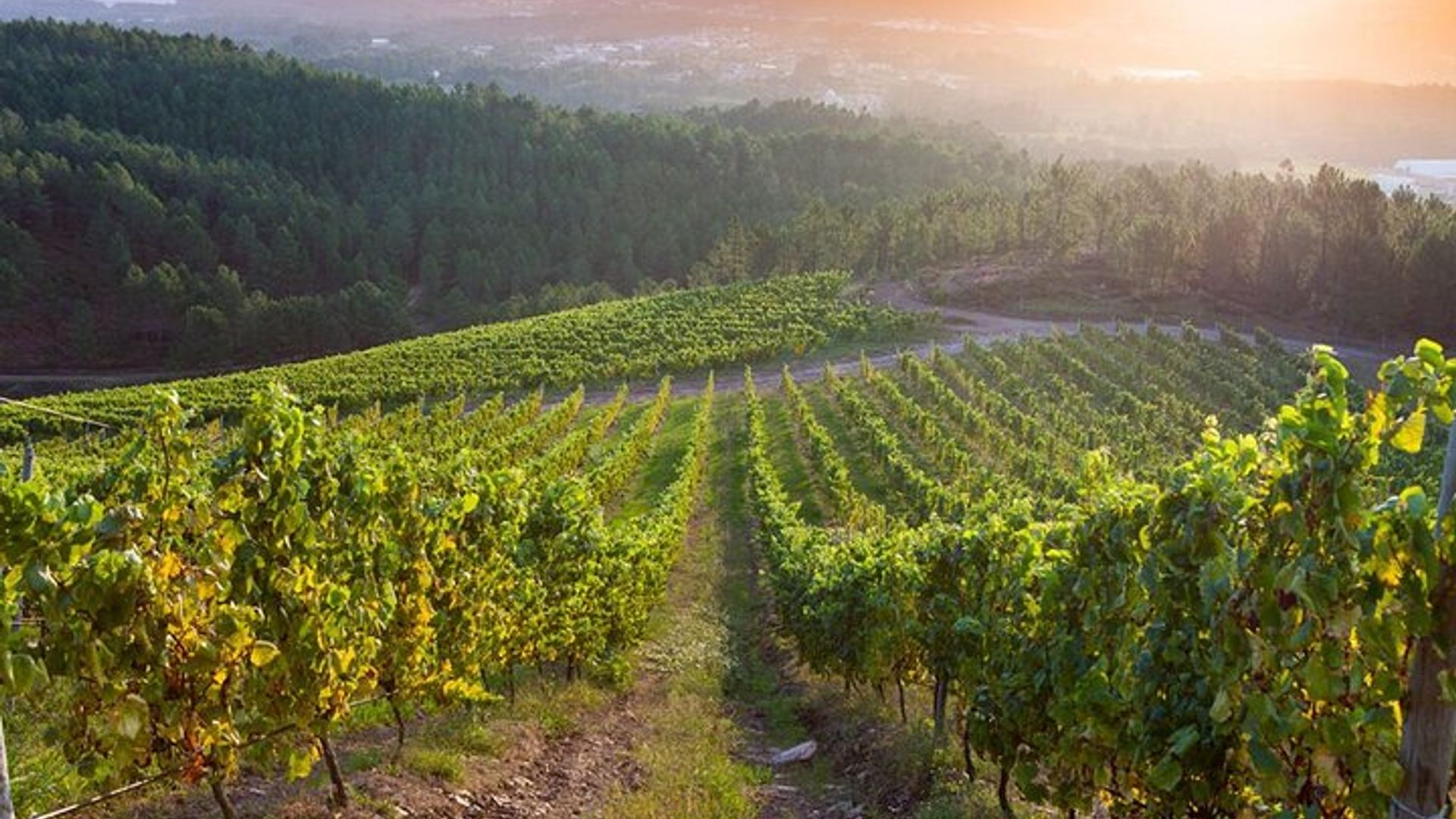 Rias Baixas Weingut Tour und Weinprobe Erlebnis
