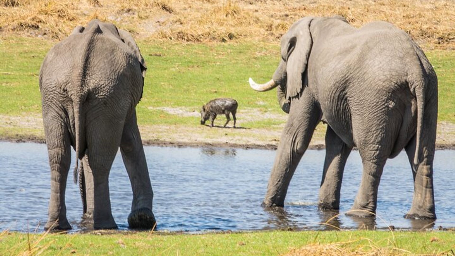 Full day Ultimate Pilanesberg Safari with Lunch