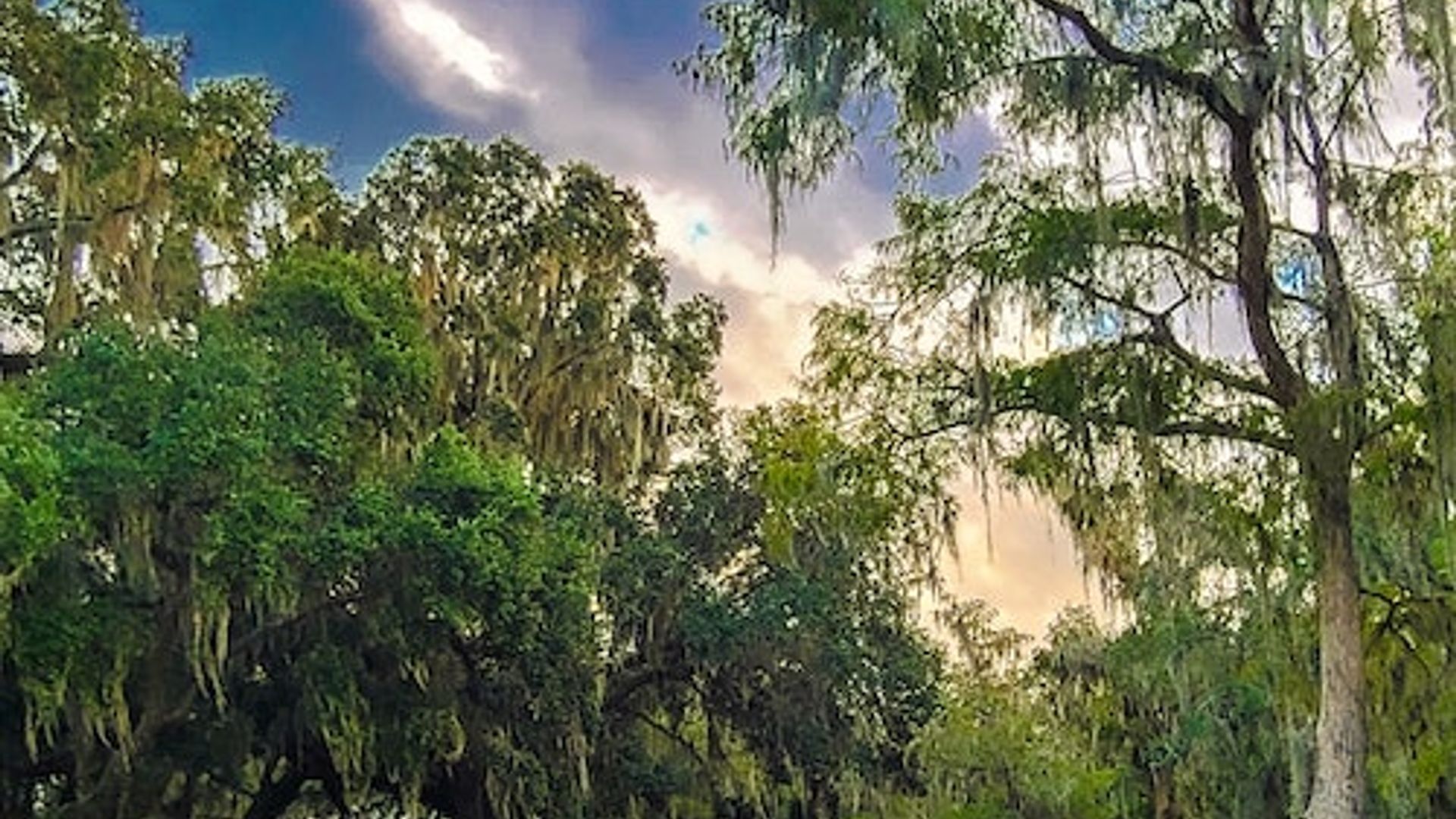 Kissimmee: Excursión nocturna de 1 hora en hidrodeslizador por los Everglades de Boggy Creek