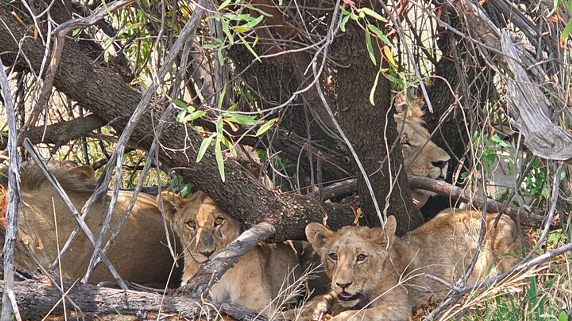 Full Day Safari from Johannesburg - Pilanesberg Nature Reserve