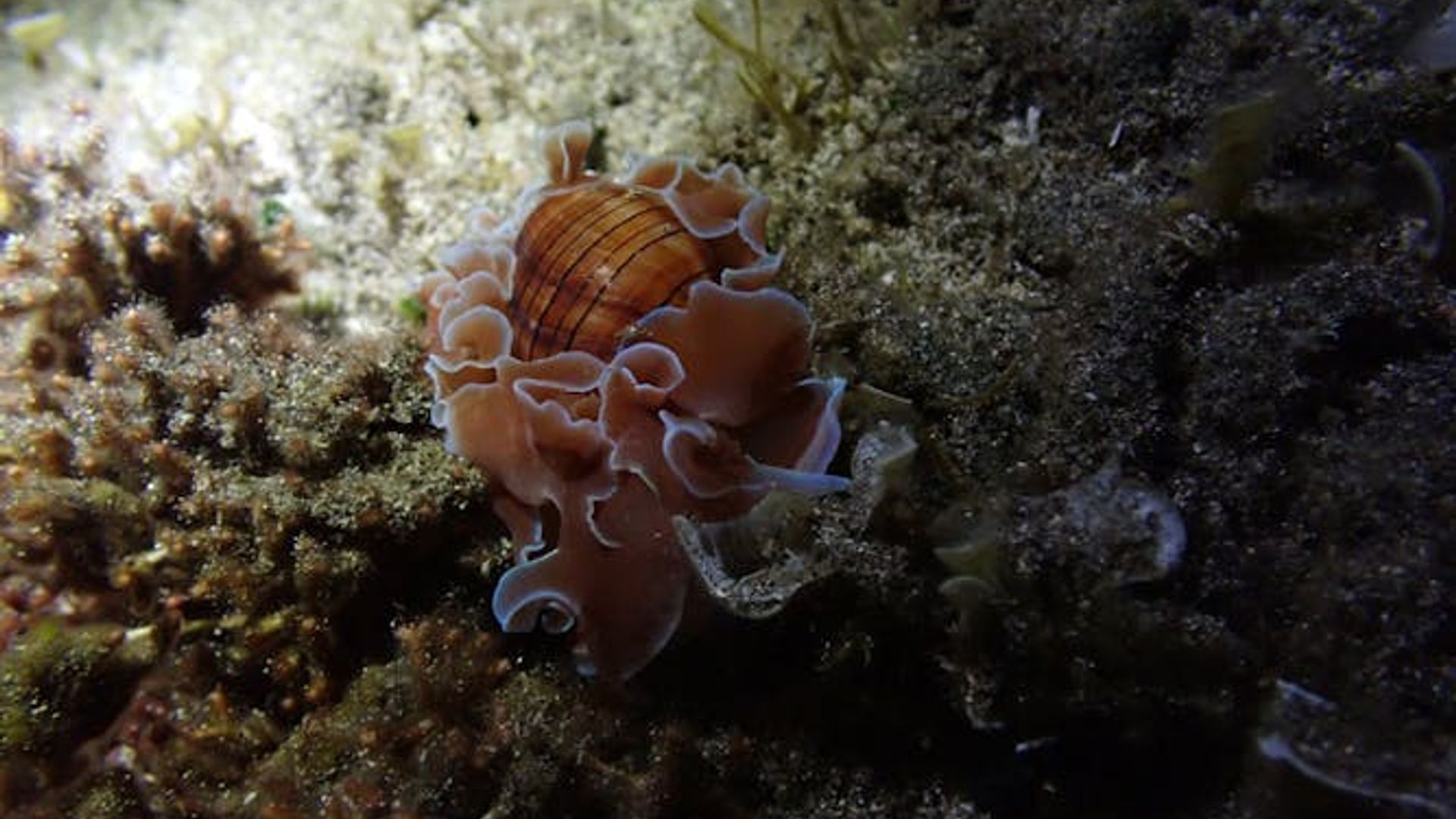 Night snorkelling tour