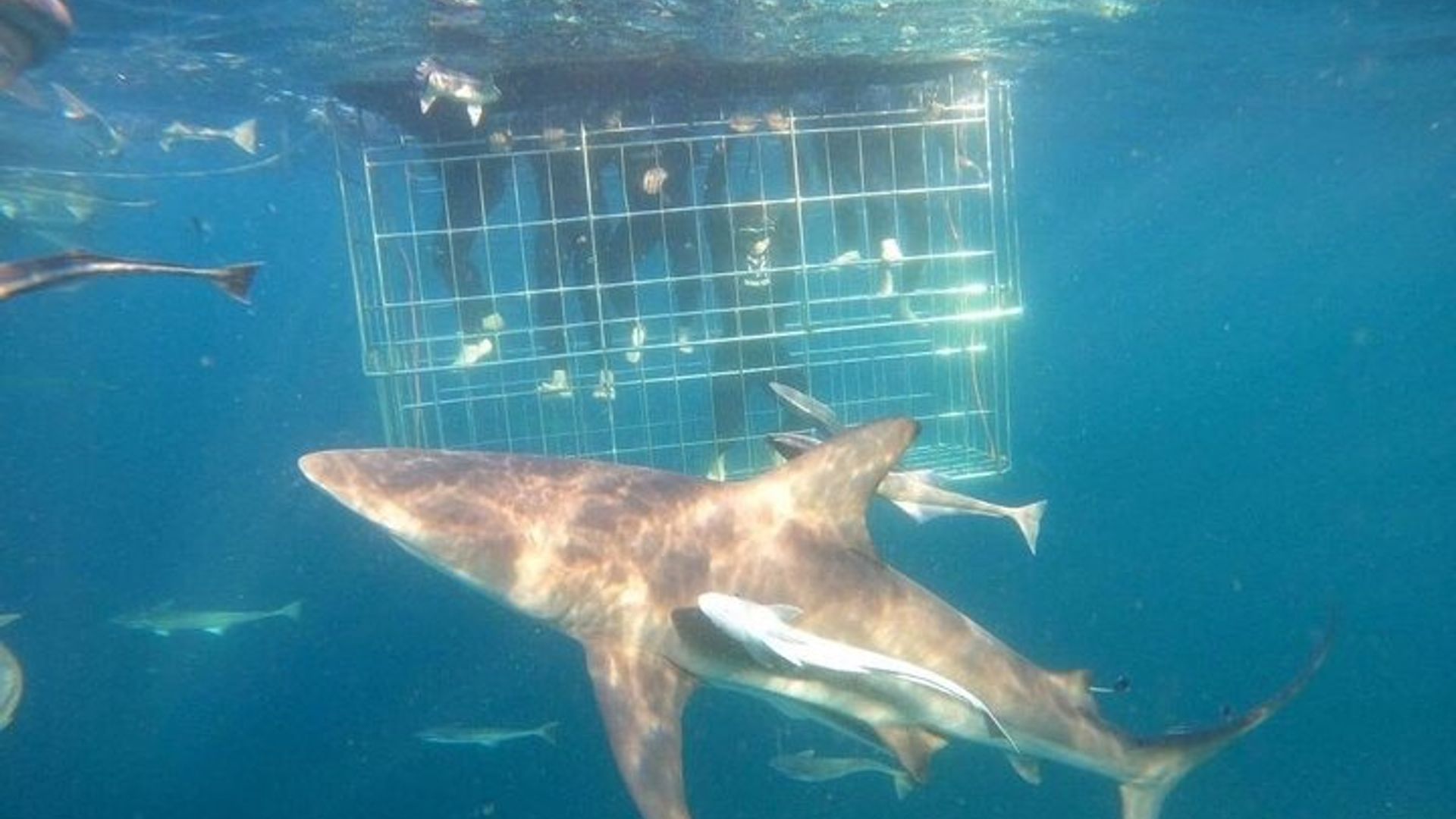 Shark Cage Diving Adventure CAPE TOWN (Mittagessen & Transport inbegriffen)