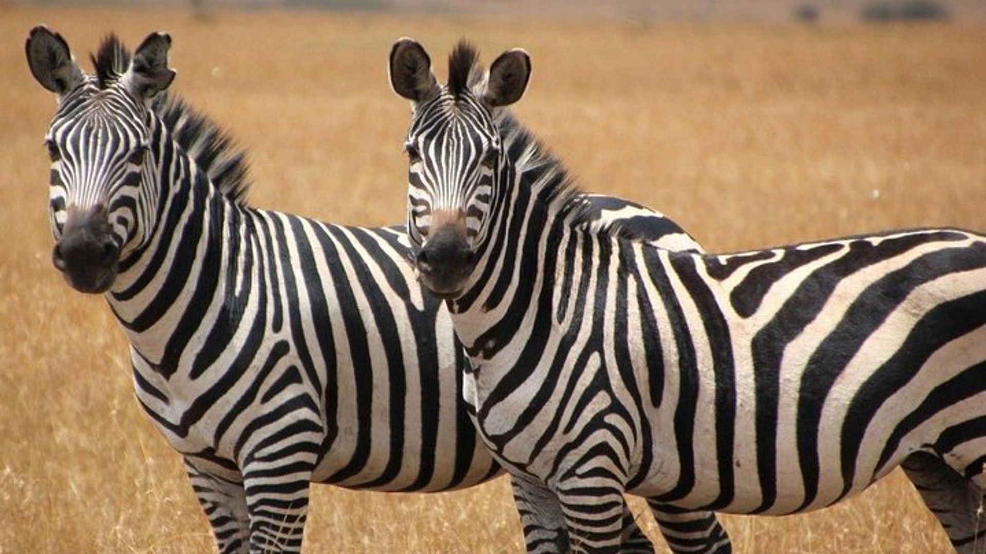 Johannesburg to Cape Town 10-Day Private Safari Tour