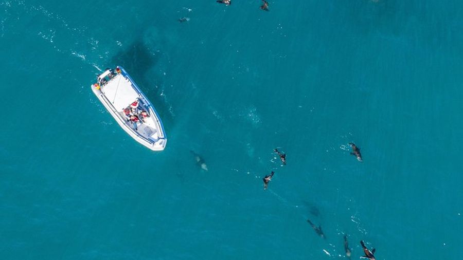 Cape Town Ocean Wildlife Encounter Trip