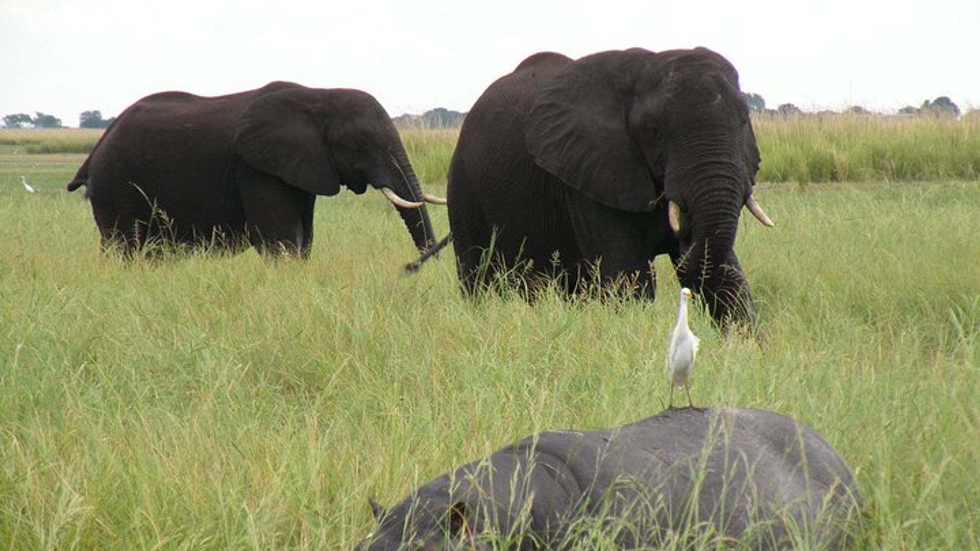 Victoria Falls Small-Group Zambezi River Cruise