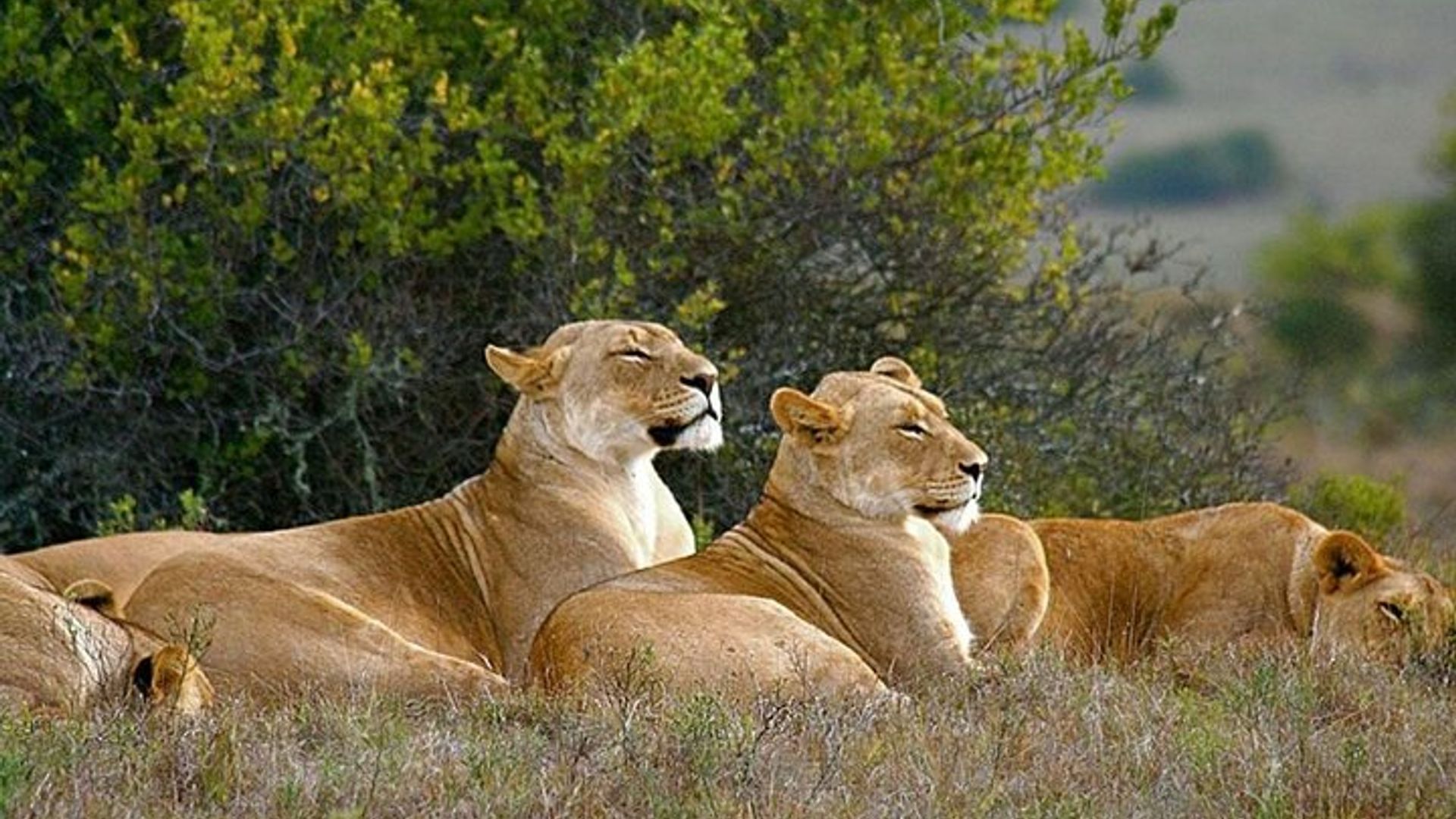 4-tägige Garden Route-Tour in kleiner Gruppe in Kapstadt