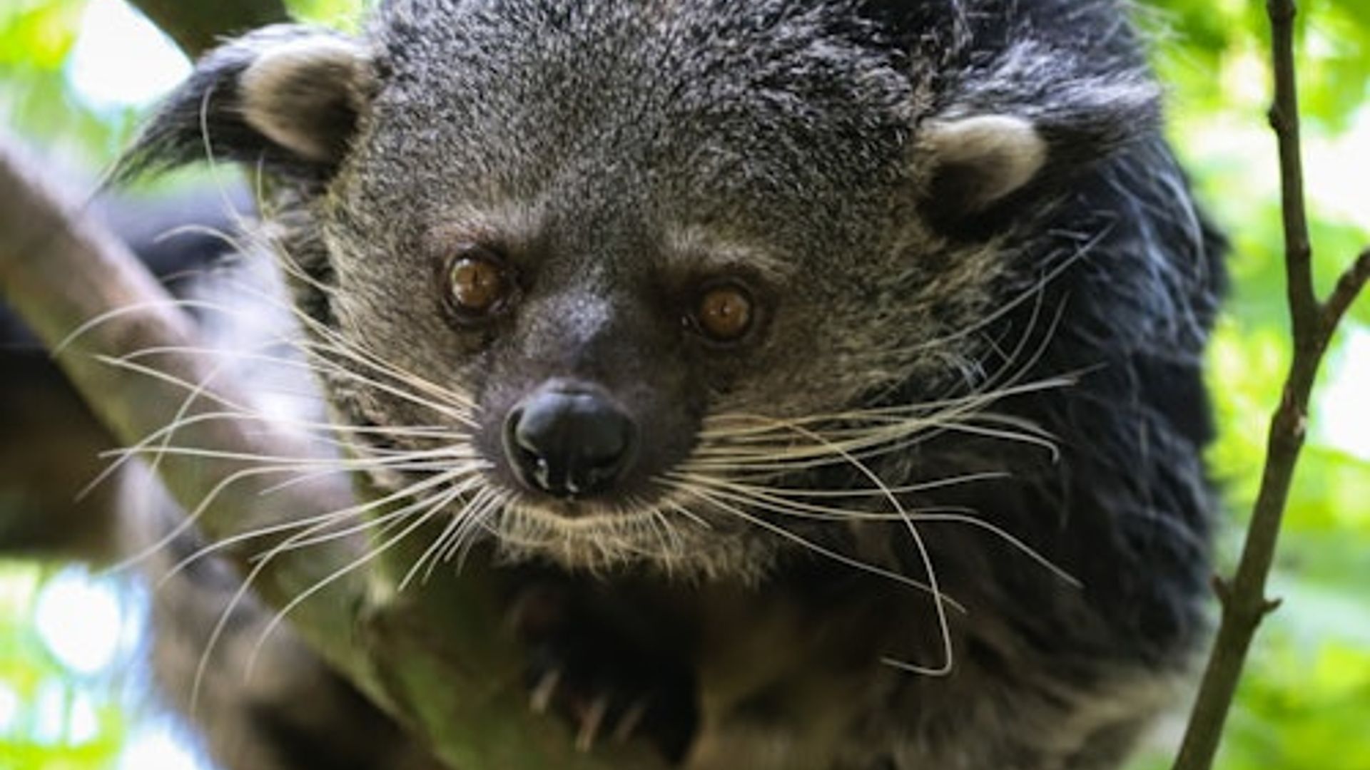 Berlin: Felidae Wildcat and Species Conservation Center Barnim Guided Tour